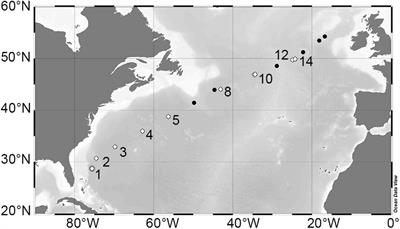 Spring Accumulation Rates in North Atlantic Phytoplankton Communities Linked to Alterations in the Balance Between Division and Loss